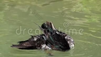 夏<strong>天</strong>，一只斑点鸭子在<strong>懒懒</strong>中清理湖中的羽毛